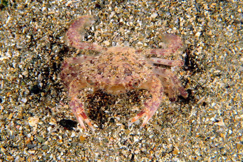 Liocarcinus corrugatus da confermare